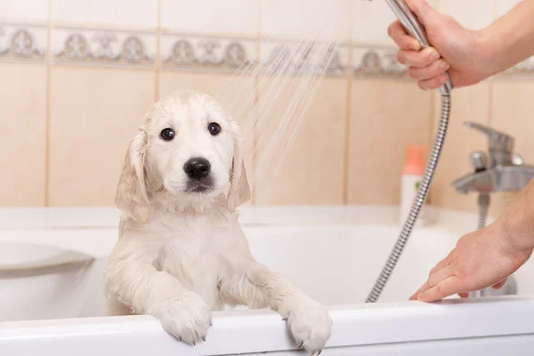 Golden retriever puppy in shower — Stock Photo, Image