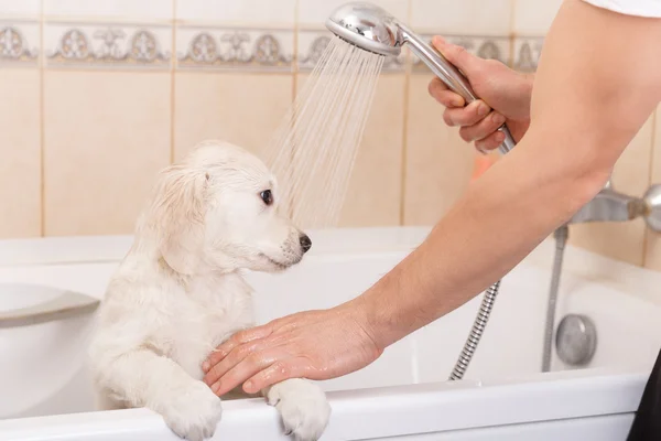 Golden retriever puppy in shower — Stockfoto