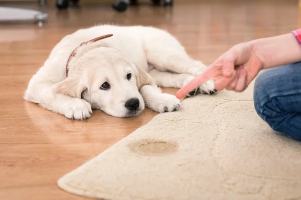 House training of guilty puppy — Stock Photo, Image