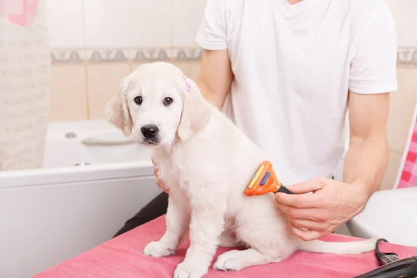 Homem grooming de seu cão em casa — Fotografia de Stock