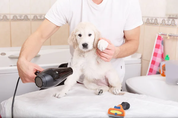 Homem grooming de seu cão em casa — Fotografia de Stock