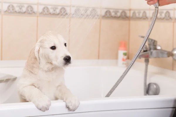 Golden retriever cachorro no chuveiro — Fotografia de Stock