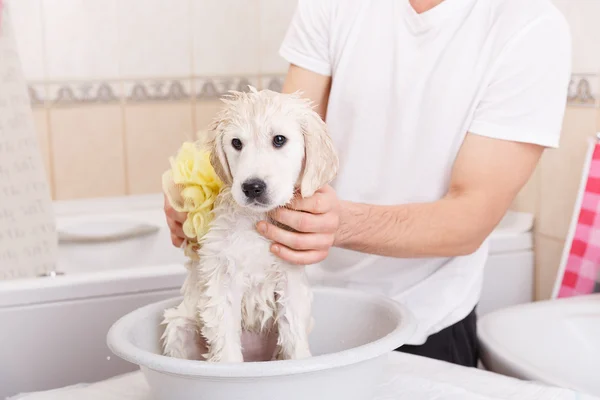 Golden retriever puppy in shower — Stockfoto