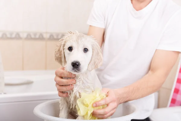 golden retriever puppy in shower