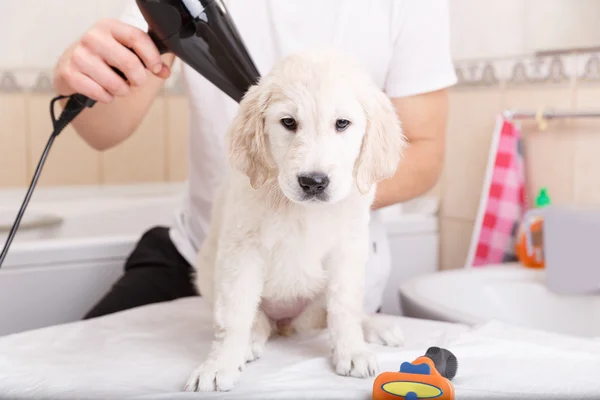 Man grooming of his dog at home — Stock Photo, Image