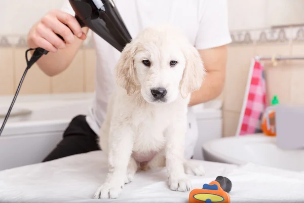 Homem grooming de seu cão em casa — Fotografia de Stock