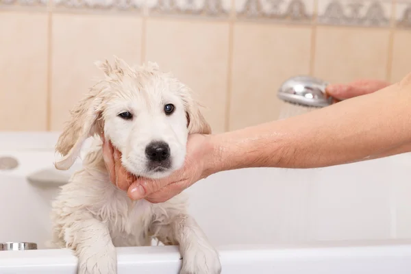 Golden retriever puppy in shower — Stockfoto