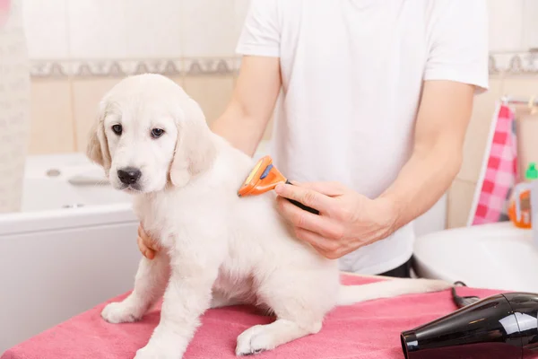 Homem grooming de seu cão em casa — Fotografia de Stock