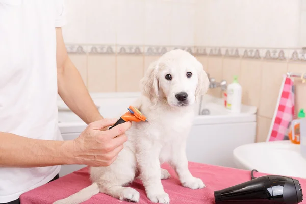 Homem grooming de seu cão em casa — Fotografia de Stock