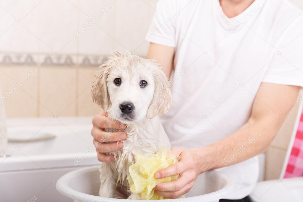 Golden retriever puppy in shower Stock Photo by