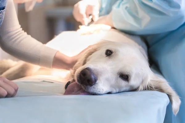 Nemocný retrívr veterinární klinice. — Stock fotografie