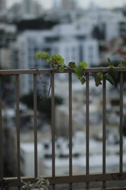 İsrail 'in kuzeyindeki Akdeniz adasının güzel manzarası.