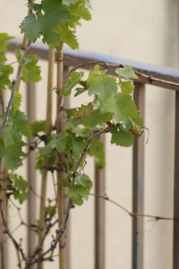 Bahçedeki üzüm yaprakları.