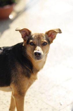 Kahverengi bir köpeğin portresi