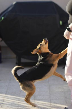 Alman çoban köpeği gösteride topla