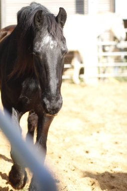Siyah at ahırda.
