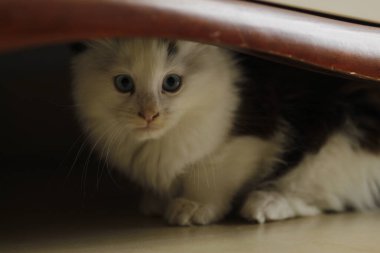 Şirin kedi portresi