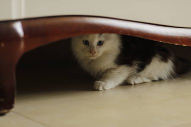 Şirin bir evcil kedi masada oturuyor..