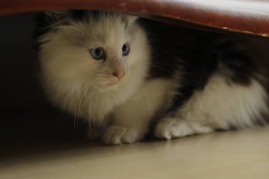 Kapalı alanda yerde yatan bir kedinin yakın çekimi.