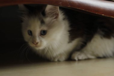 Kedi yerde oturuyor.