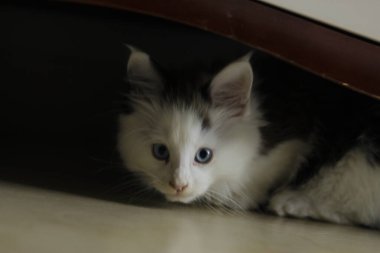 Şirin bir kedinin portresi