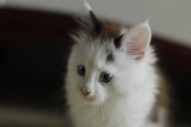 Beyaz arka planda sevimli tüylü kedi yavrusu