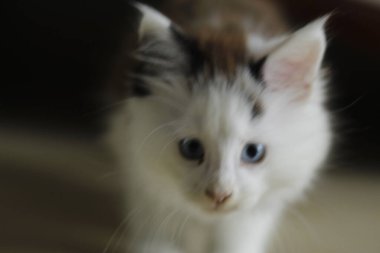 Sevimli bir kedinin portresi, evcil hayvan.