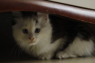 Evdeki sevimli kedi yavrusu.