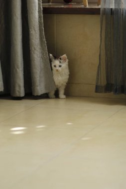 Odadaki küçük sevimli kedi yavrusu.