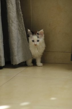 Şirin kedi yerde oturuyor.