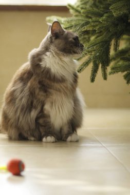 Kırmızı Top ile kedi