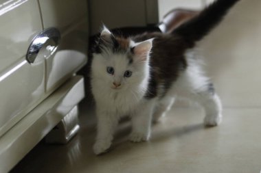 Şirin kedi portresi