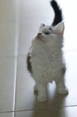 Şirin tüylü kedi yavrusu evde.