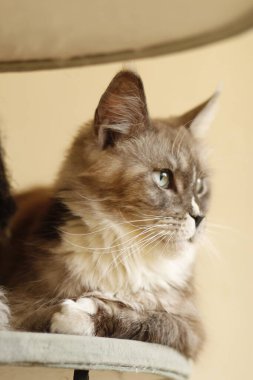 Sibirya cinsinden kahverengi kedi, dişi dişi kedi, kahverengi kedi, dişi cins