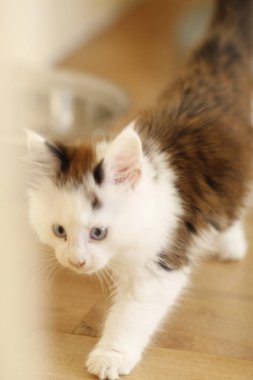 Şirin bir kedinin portresi