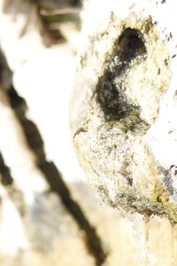 Taş bir duvara yakın.