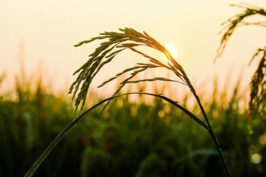 Gün batımında pirinç tarlası, tarlada pirinç kulakları.