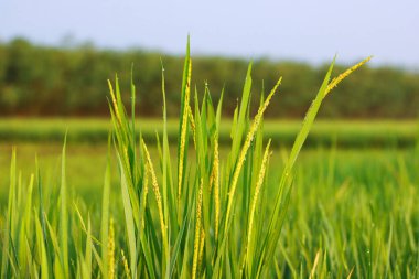 Pirinç tarlasında pirinç tarlasına yakın çekim, yumuşak odak.