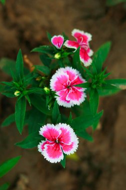Dianthus chinensis çiçeği bahçede çiçek açıyor.