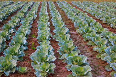 Tarlada yetişen Genç Lahana Bitkileri