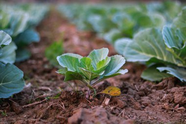 Zengin Topraklarda Büyüyen Genç Lahana Tohumlarının Yakın Çekimi