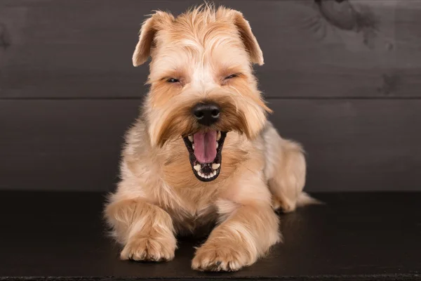 Closeup Yorkshire Terrier köpek duran siyah ayna arka plan üzerinde