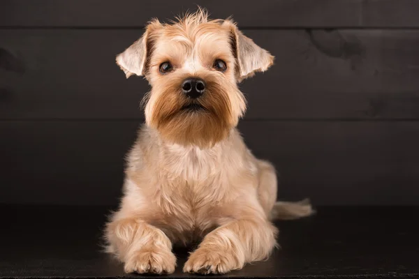Closeup Yorkshire Terrier köpek duran siyah ayna arka plan üzerinde