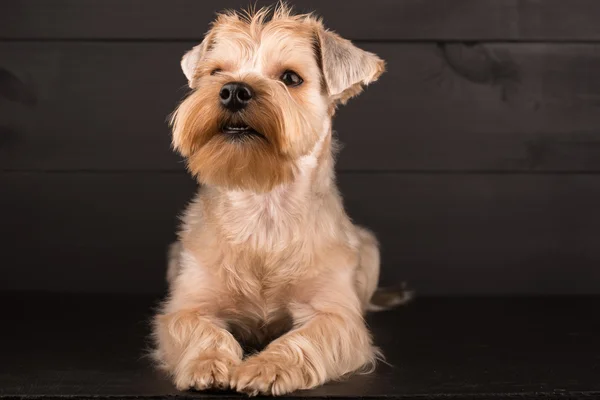 Closeup Yorkshire Terrier köpek duran siyah ayna arka plan üzerinde