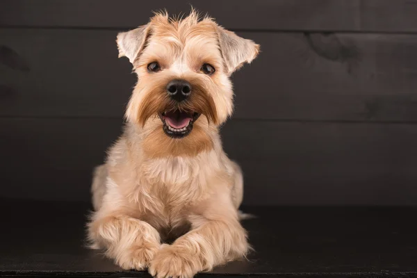 Closeup Yorkshire Terrier Dog Standing on Black Mirror background — Stock Photo, Image