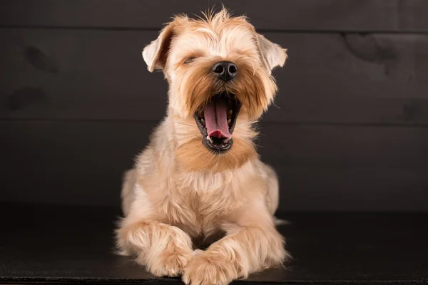 Closeup Yorkshire Terrier Dog em pé no fundo Black Mirror — Fotografia de Stock