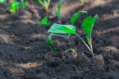 arka plan kullanmak için bahçede büyüyen dereotu herb
