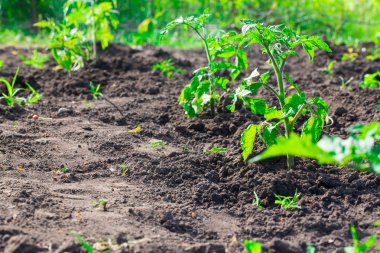 Mavi bir tencerede iğne olan yeşil kaktüs. Yalnız, yalnız.