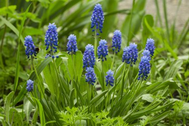Güzel fauna üretim sera içinde. Sığ derinlik-in tarla.
