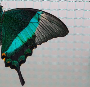 Closeup kelebek çiçek. Ortak kaplan kelebek.